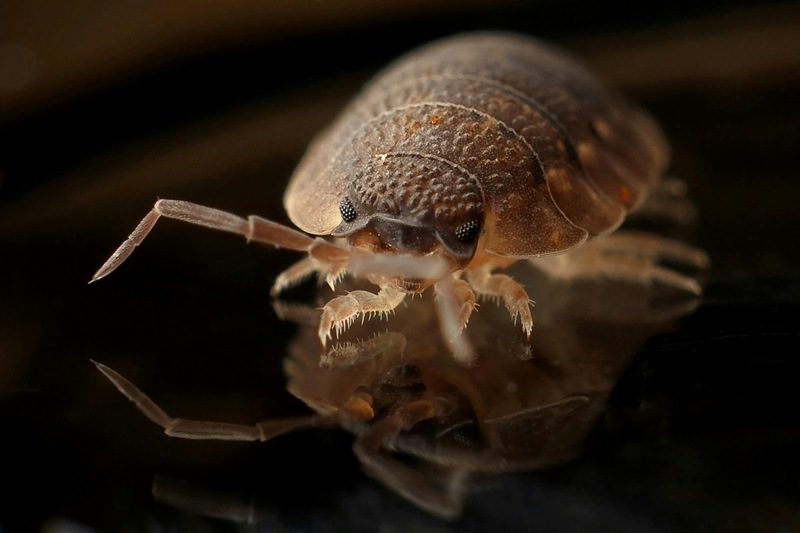 what causes bed bugs