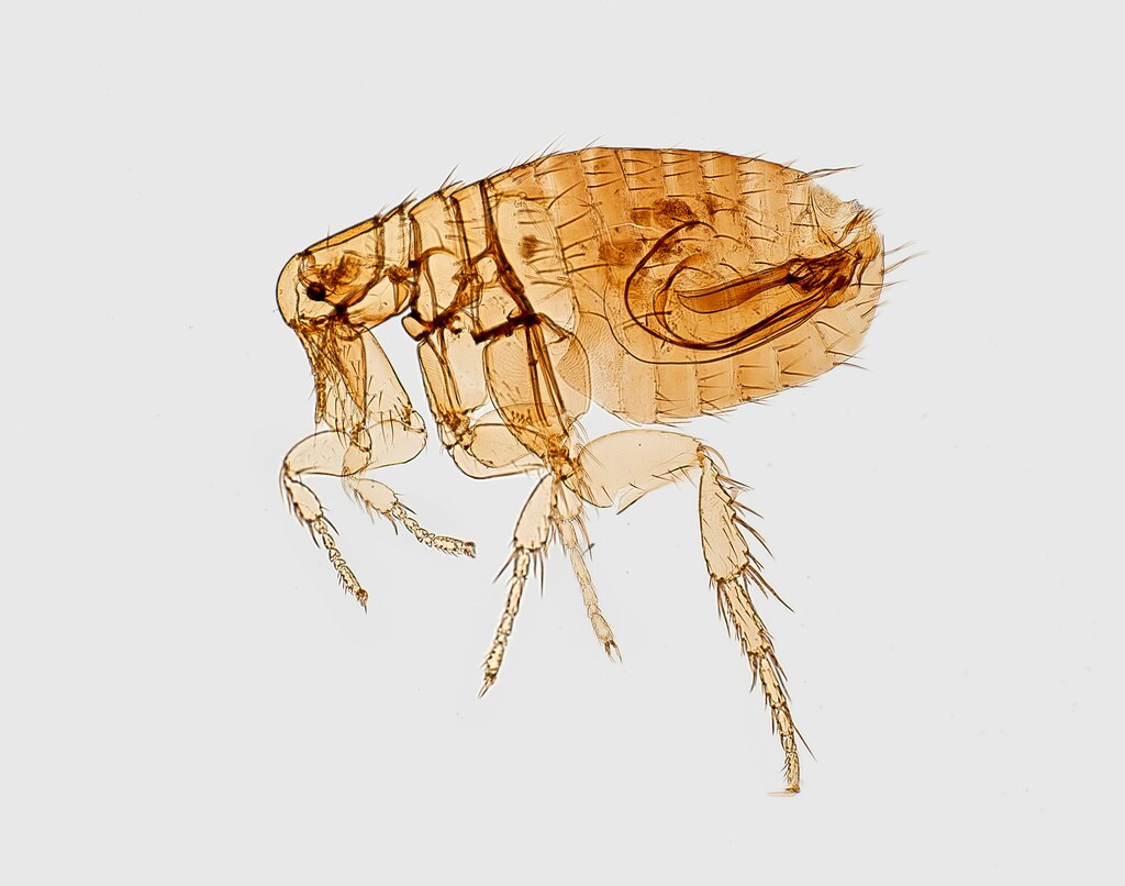 how long can fleas live in carpet without a host