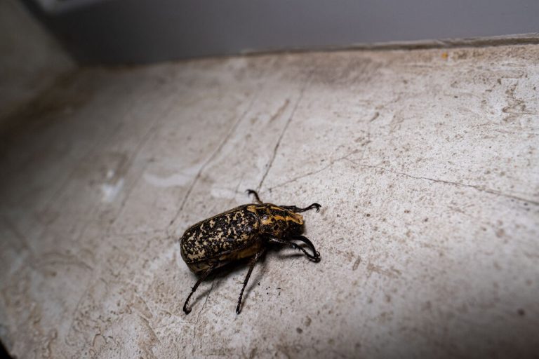 what causes carpet beetles