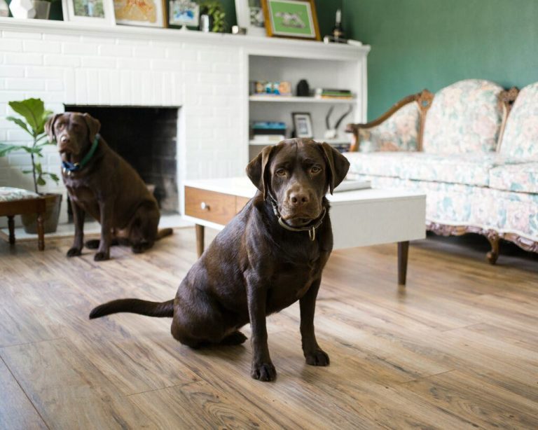 how to keep house clean with dogs