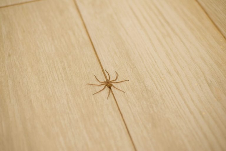 how to remove spiders from house