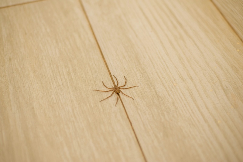 how to remove spiders from house
