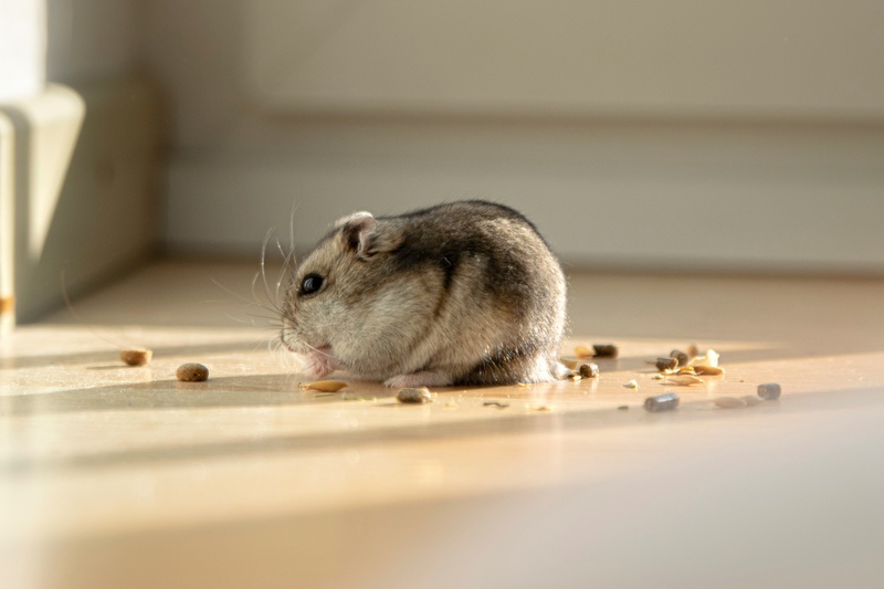 how to get rid of mice in house