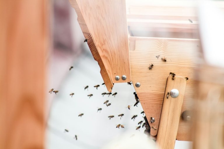 how to get rid of flying ants in house