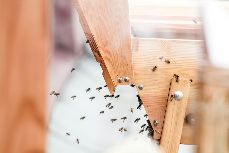 how to get rid of flying ants in house