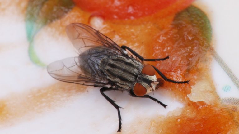 fruit flies in the kitchen