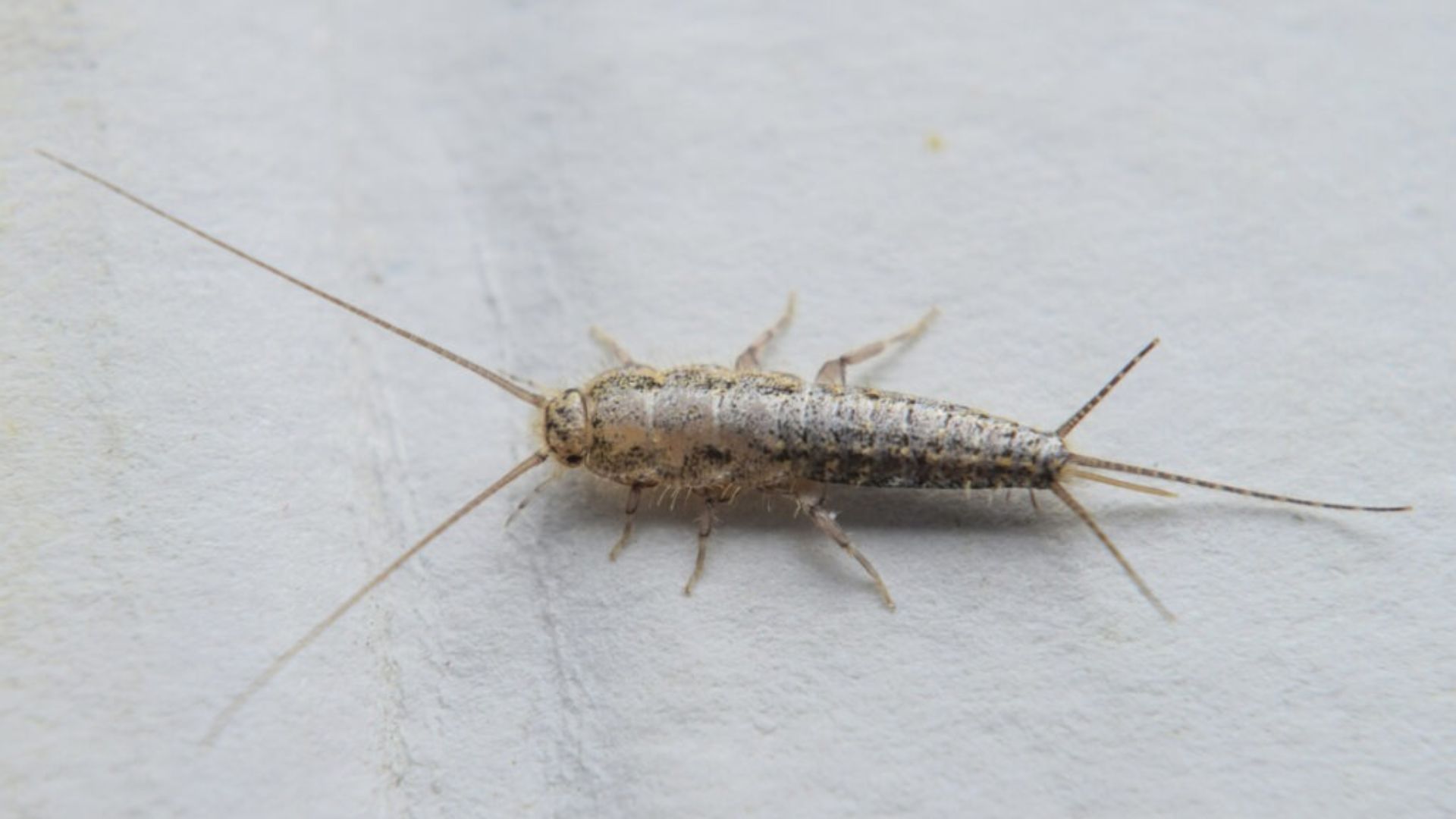 How to Get Rid of Silverfish in Bathroom