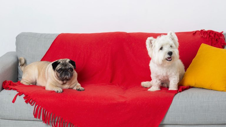 How to Remove Pet Odour from Sofa and Upholstery